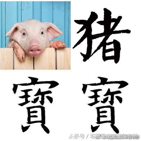 屬豬的名字|生肖豬取名宜忌：打造一生旺運好名字